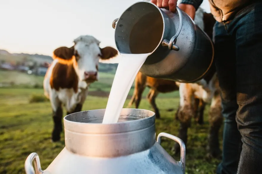 Nguy cơ từ trào lưu uống sữa tươi chưa tiệt trùng - Ảnh 1.