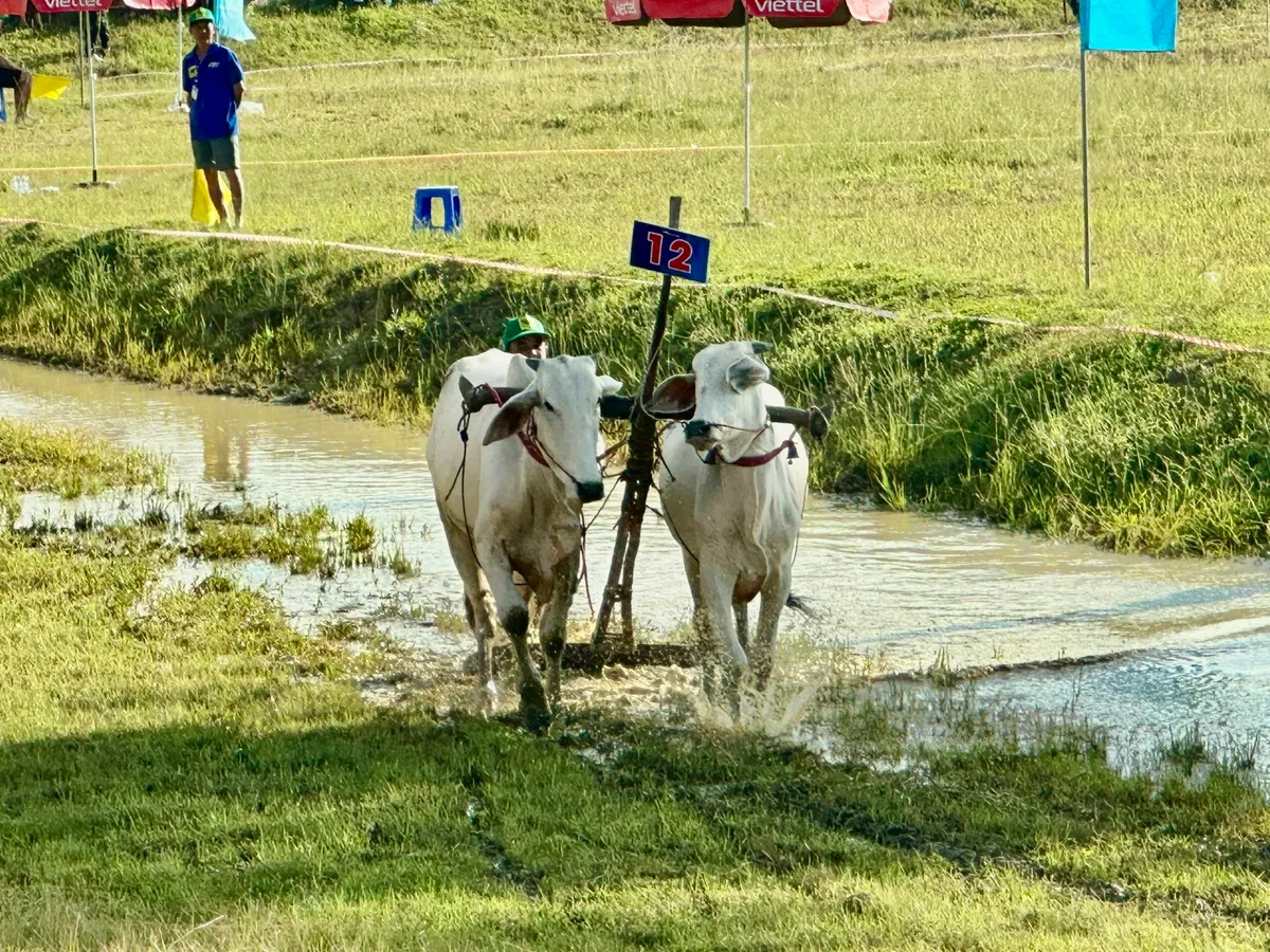 Độc đáo Hội đua bò Bảy Núi - Ảnh 7.