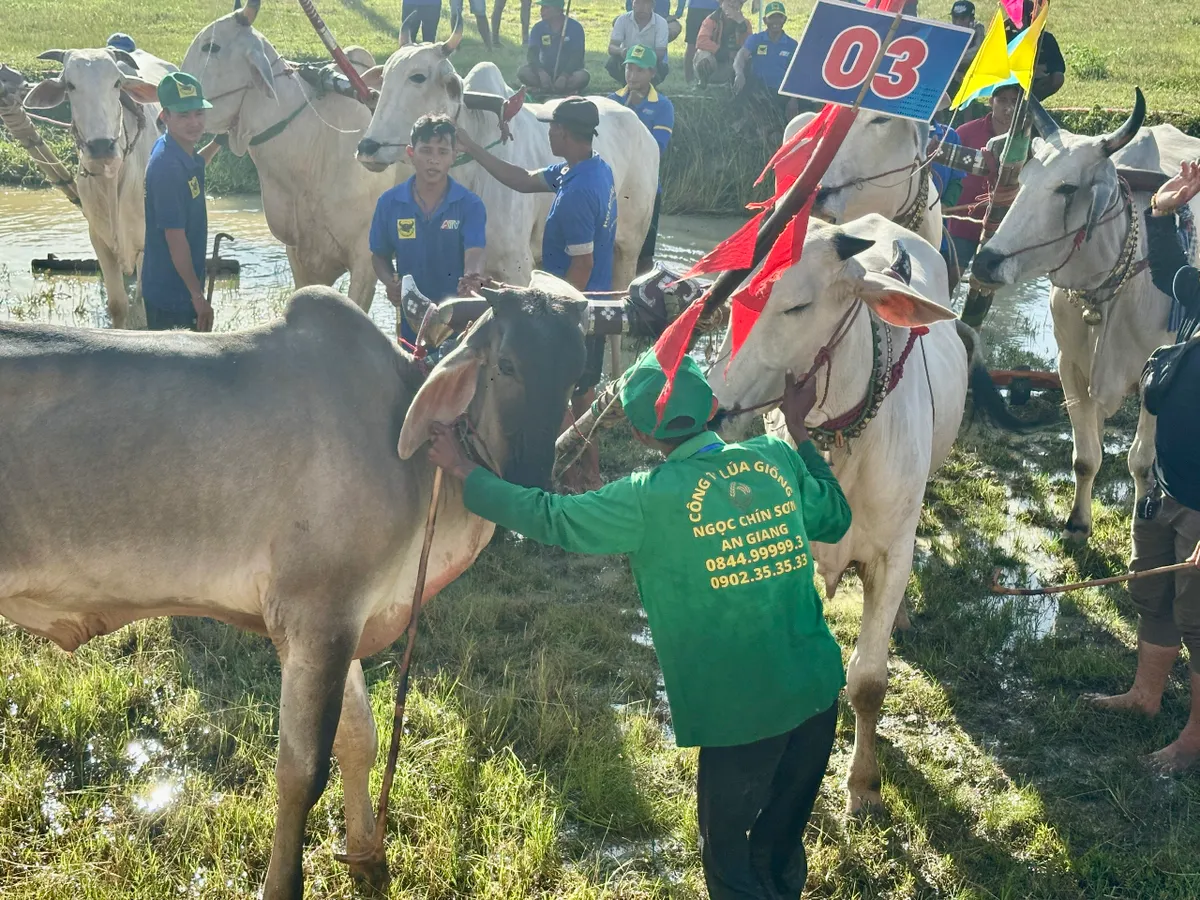 Độc đáo Hội đua bò Bảy Núi - Ảnh 5.